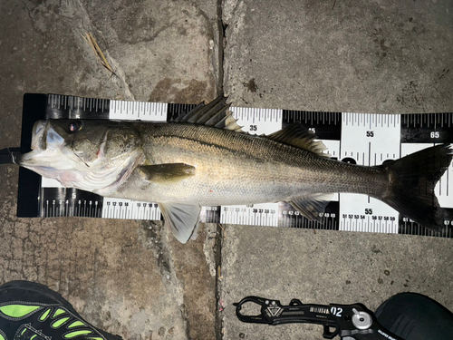 シーバスの釣果