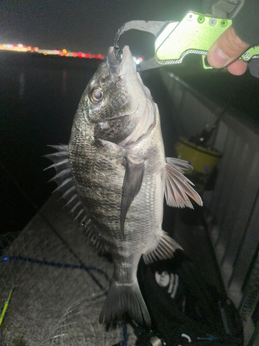 クロダイの釣果