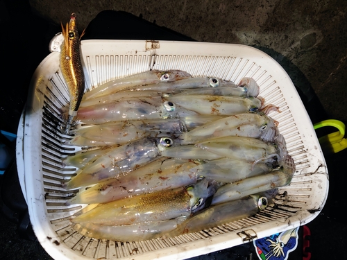 イカの釣果