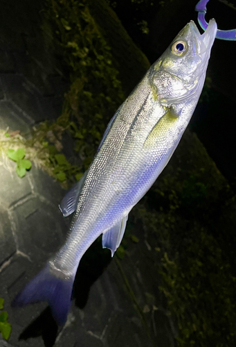 セイゴ（マルスズキ）の釣果