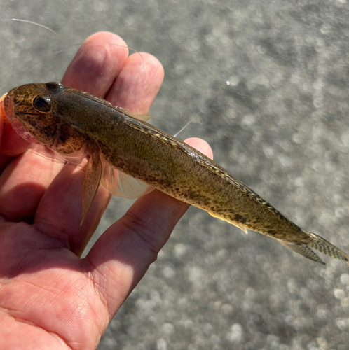 マハゼの釣果