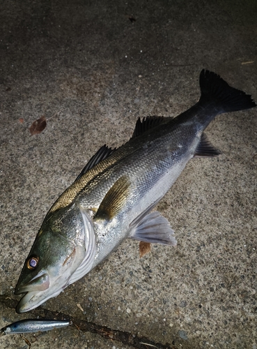 シーバスの釣果