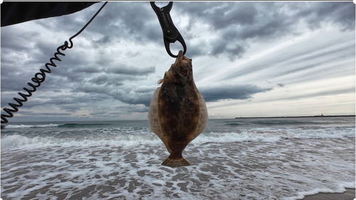 ヒラメの釣果