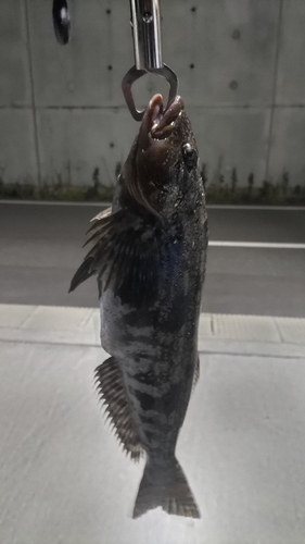 アイナメの釣果