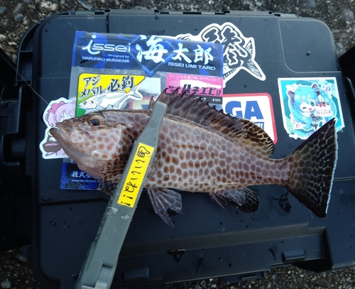 オオモンハタの釣果