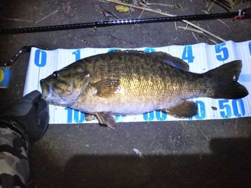 スモールマウスバスの釣果