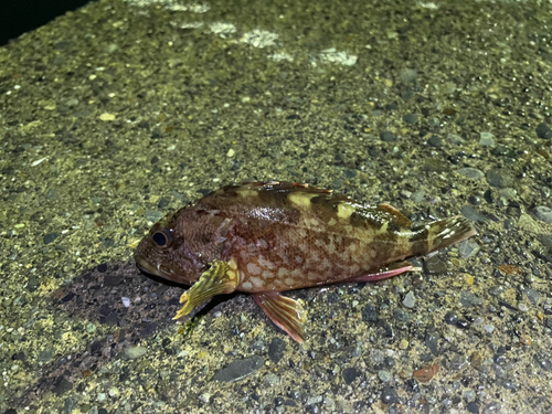 カサゴの釣果