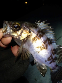 メバルの釣果