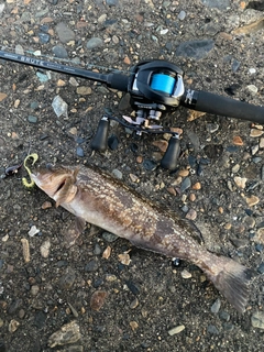 アイナメの釣果