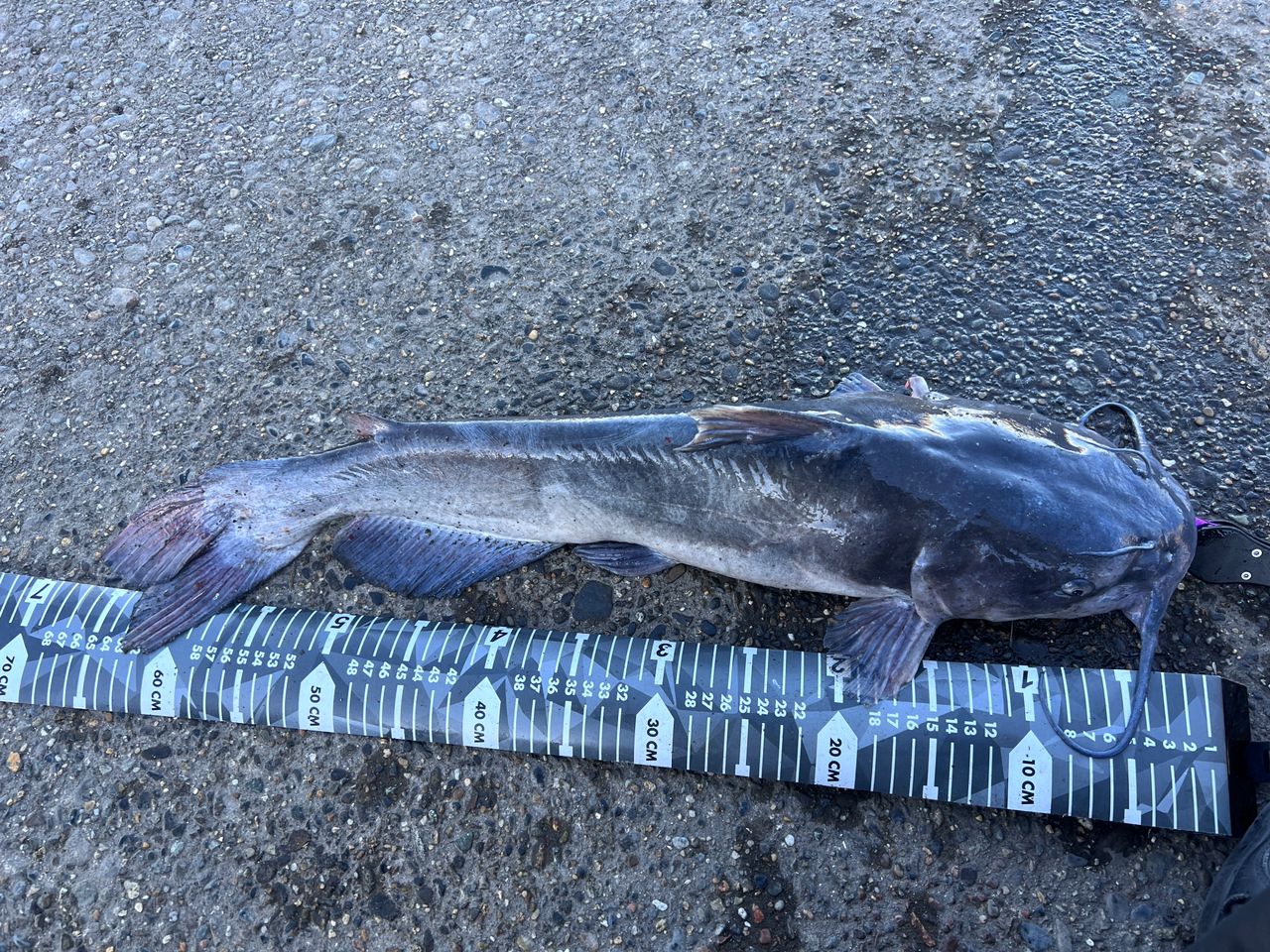 アメリカナマズ