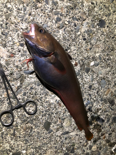 ドンコの釣果