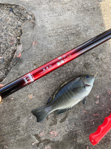 メジナの釣果