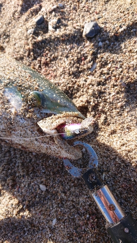 ブリの釣果