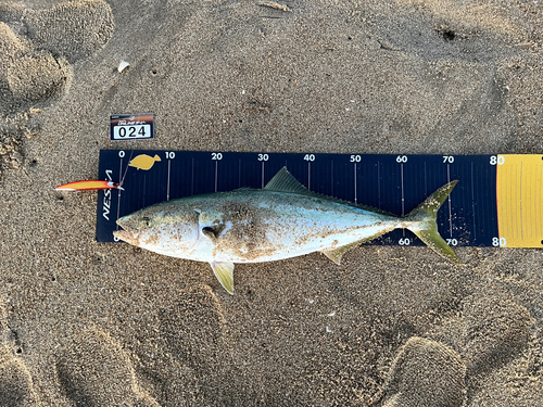 ワラサの釣果