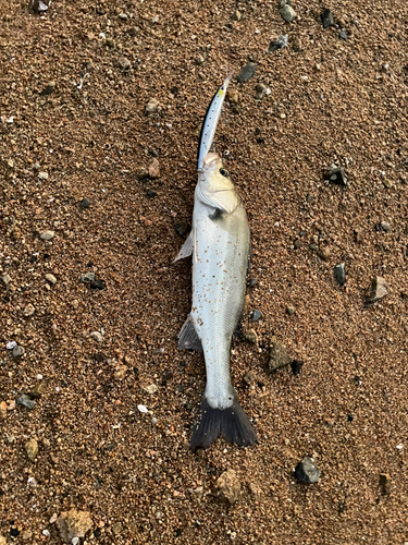 フッコ（マルスズキ）の釣果