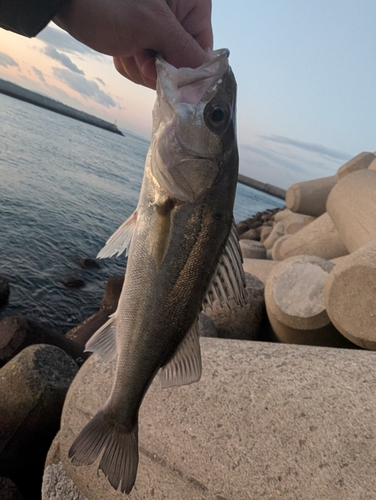 セイゴ（マルスズキ）の釣果