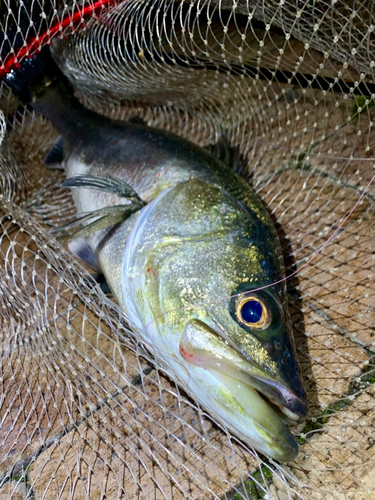 スズキの釣果