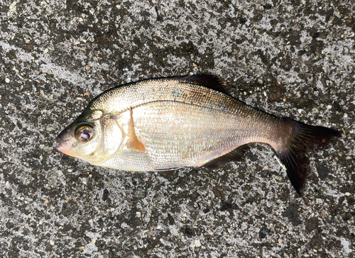 ウミタナゴの釣果