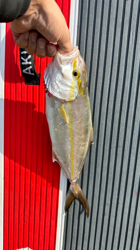 カンパチの釣果