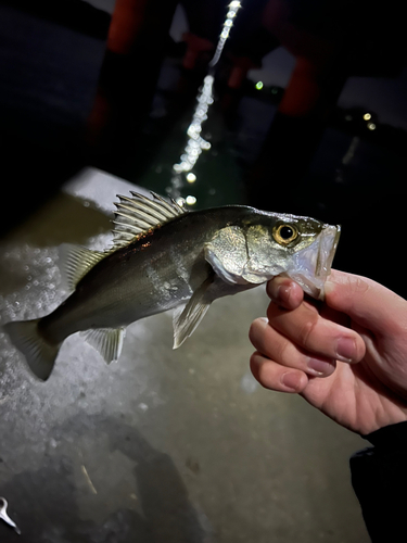 セイゴ（マルスズキ）の釣果