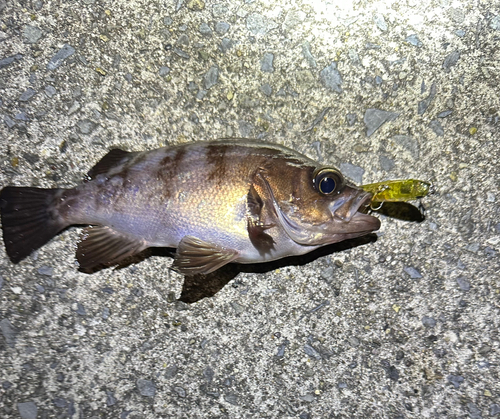 メバルの釣果