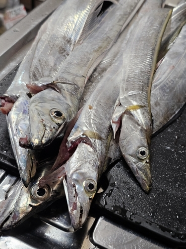 タチウオの釣果