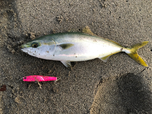 ワカシの釣果