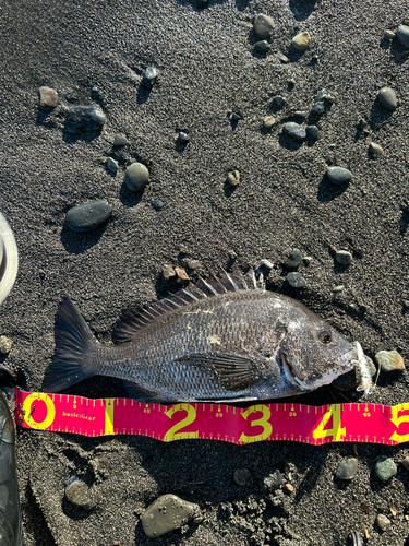 クロダイの釣果