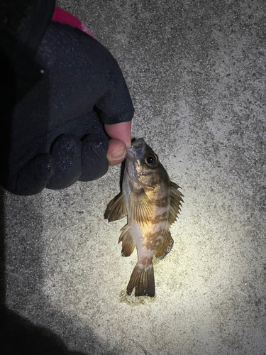 メバルの釣果