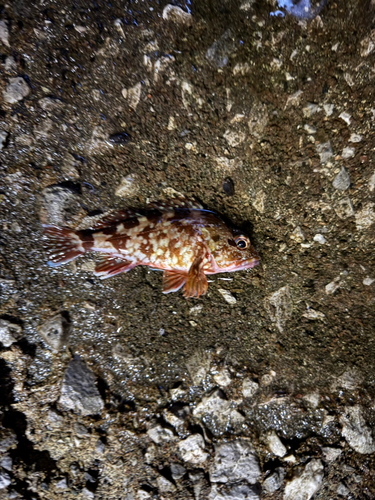 カサゴの釣果