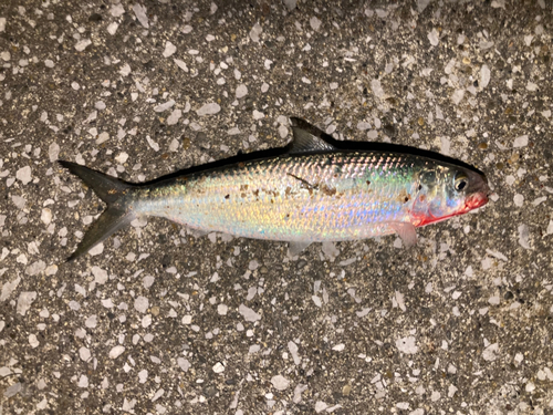 カタボシイワシの釣果