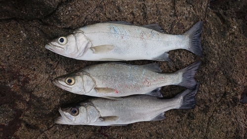 セイゴ（ヒラスズキ）の釣果