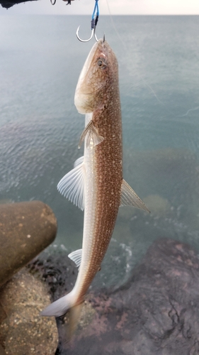 エソの釣果