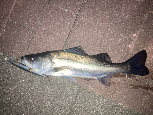 シーバスの釣果