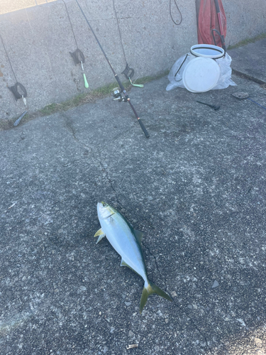 メジロの釣果