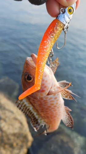 オオモンハタの釣果