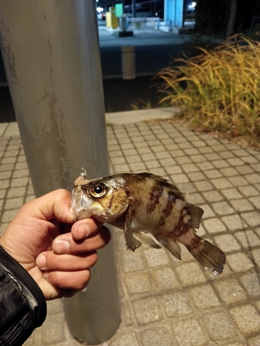 シロメバルの釣果