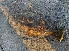 ヒラメの釣果