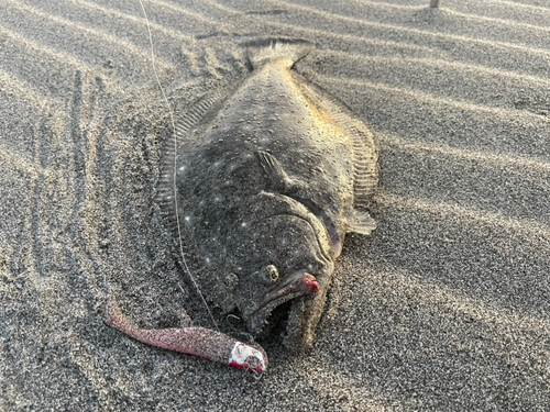 ヒラメの釣果