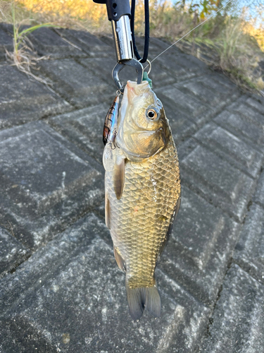 ギンブナの釣果