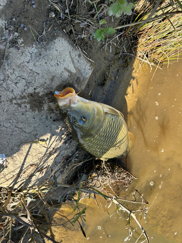 コイの釣果