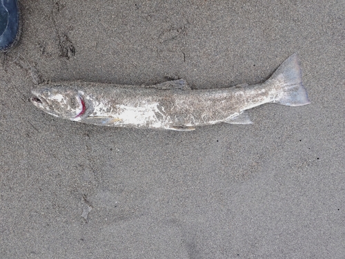 アメマスの釣果