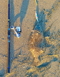 ヒラメの釣果