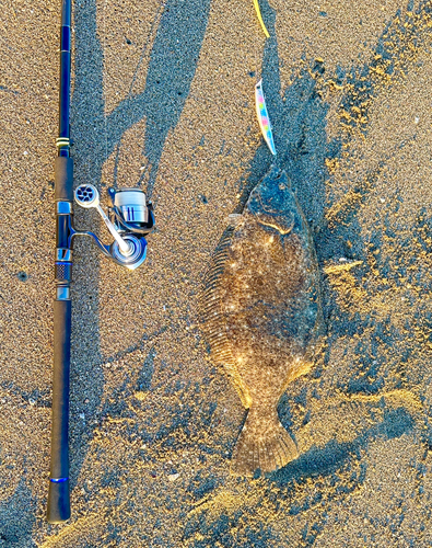 ヒラメの釣果