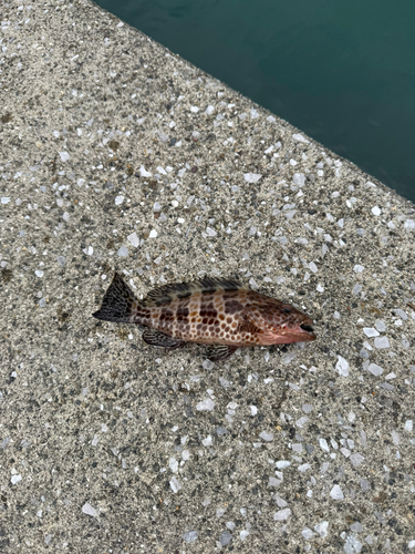 オオモンハタの釣果