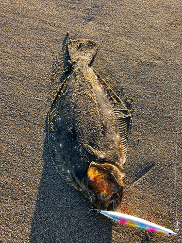 ヒラメの釣果