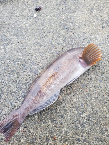 アイナメの釣果