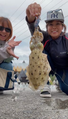 コブシメの釣果