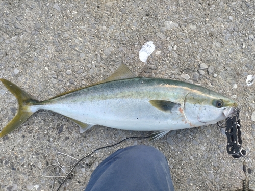 ヤズの釣果