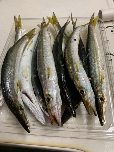 カマスの釣果